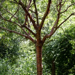 Roots Plants Single Stem Tibetan Cherry Tree | Prunus Serrula