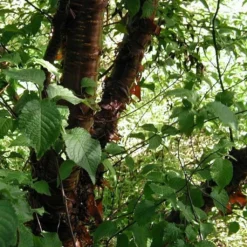 Roots Plants Multi Stem Tibetan Cherry Tree | Prunus Serrula