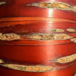 Roots Plants Single Stem Tibetan Cherry Tree | Prunus Serrula 10 Roots Plants Single Stem Tibetan Cherry Tree | Prunus Serrula