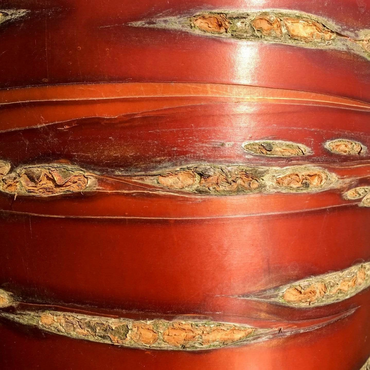 Roots Plants Single Stem Tibetan Cherry Tree | Prunus Serrula 6 Roots Plants Single Stem Tibetan Cherry Tree | Prunus Serrula