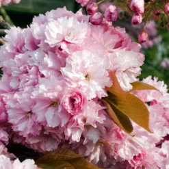 Roots Plants Pink Perfection Cherry Blossom Tree Trees & Shrubs