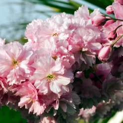 Roots Plants Pink Perfection Cherry Blossom Tree Trees & Shrubs