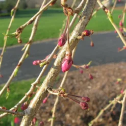 Roots Plants Single Pink Weeping Cherry Blossom Tree | Prunus Pendula Rubra Trees & Shrubs