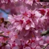 Roots Plants Small Pink Cherry Blossom Tree | Prunus 'Okame' Trees & Shrubs