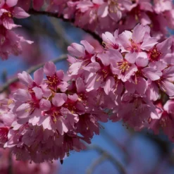 Roots Plants Small Pink Cherry Blossom Tree | Prunus 'Okame' Trees & Shrubs