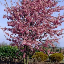 Roots Plants Small Pink Cherry Blossom Tree | Prunus 'Okame' Trees & Shrubs