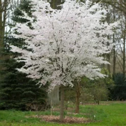 Roots Plants The Bride Cherry Blossom Tree | Prunus Incisa