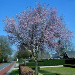 Roots Plants Black Cherry Plum Tree | Prunus Cerasifera 'Nigra'