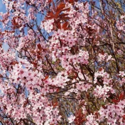 Roots Plants Black Cherry Plum Tree | Prunus Cerasifera 'Nigra'