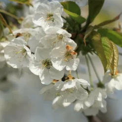 Roots Plants Great White Cherry Blossom Tree | Prunus 'Tai-Haku'