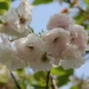 Roots Plants Blushing Bride Cherry Blossom Tree | Prunus 'Shogetsu' Trees & Shrubs