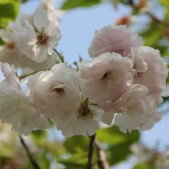 Roots Plants Blushing Bride Cherry Blossom Tree | Prunus 'Shogetsu' Trees & Shrubs