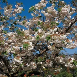 Roots Plants Blushing Bride Cherry Blossom Tree | Prunus 'Shogetsu' Trees & Shrubs