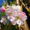Roots Plants Trees & Shrubs Japanese Cherry Blossom Tree | Prunus Shirofugen
