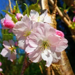 Roots Plants Trees & Shrubs Japanese Cherry Blossom Tree | Prunus Shirofugen