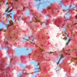 Roots Plants Trees & Shrubs Cheal's Weeping Cherry Blossom Tree | Prunus 'Kiku-Shidare'