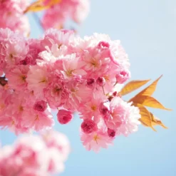 Roots Plants Trees & Shrubs Cheal's Weeping Cherry Blossom Tree | Prunus 'Kiku-Shidare'
