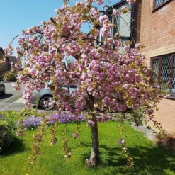 Roots Plants Trees & Shrubs Cheal's Weeping Cherry Blossom Tree | Prunus 'Kiku-Shidare'