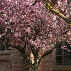 Roots Plants Japanese Cherry Blossom Tree | Prunus Serrulata 'Kanzan'