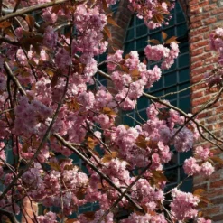 Roots Plants Japanese Cherry Blossom Tree | Prunus Serrulata 'Kanzan'