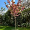 Roots Plants Japanese Cherry Blossom Tree | Prunus Serrulata 'Kanzan'