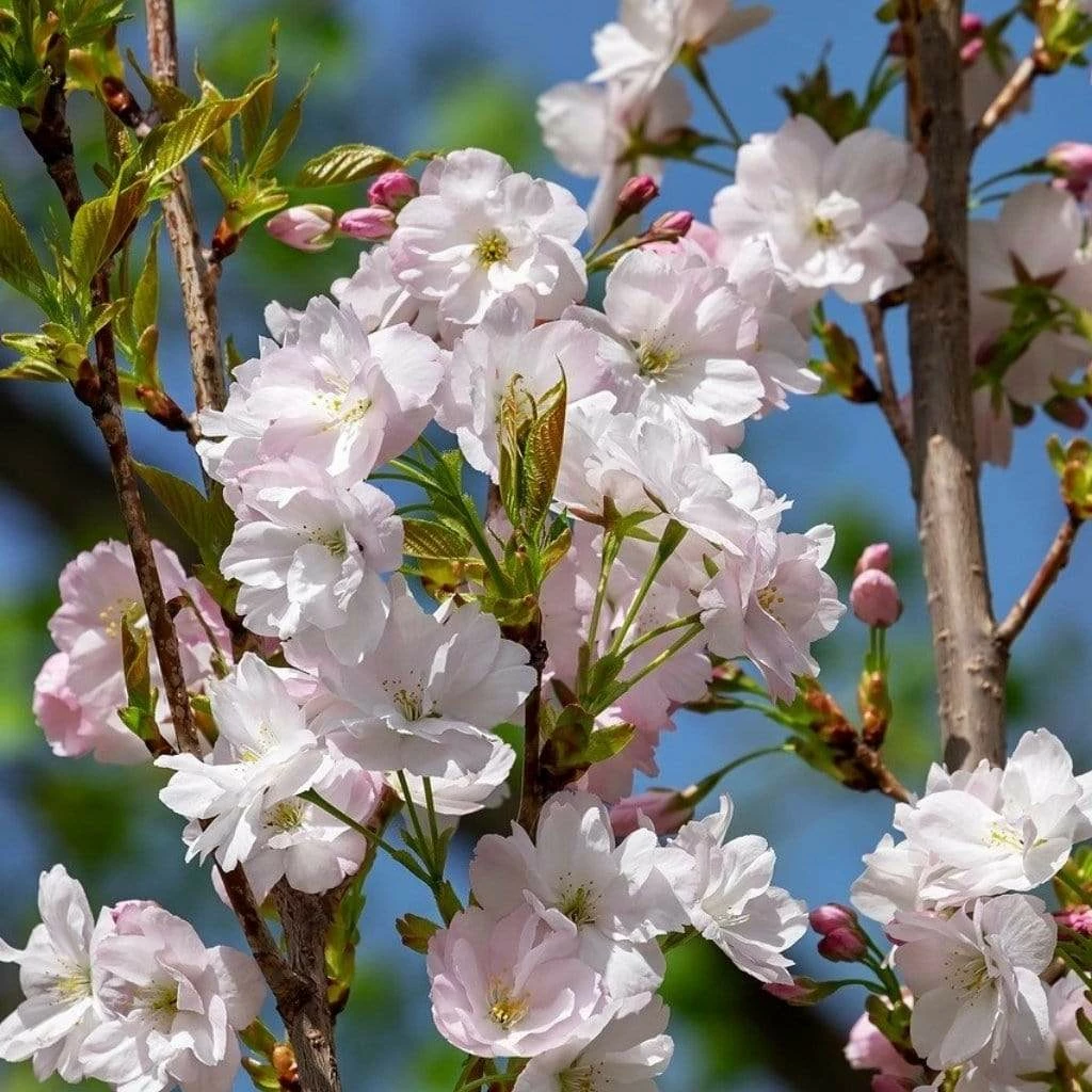 Roots Plants Trees & Shrubs Flagpole' Cherry Blossom Tree | Prunus Amanogowa 4 Roots Plants Trees & Shrubs Flagpole' Cherry Blossom Tree | Prunus Amanogowa