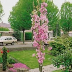 Roots Plants Trees & Shrubs Flagpole' Cherry Blossom Tree | Prunus Amanogowa