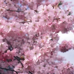 Roots Plants Trees & Shrubs Accolade Cherry Blossom Tree