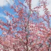 Roots Plants Trees & Shrubs Accolade Cherry Blossom Tree