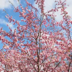 Roots Plants Trees & Shrubs Accolade Cherry Blossom Tree