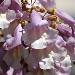 Roots Plants Foxglove Tree | Paulownia Tomentosa