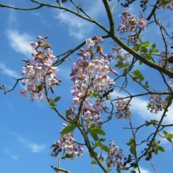 Roots Plants Foxglove Tree | Paulownia Tomentosa