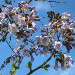 Roots Plants Foxglove Tree | Paulownia Tomentosa