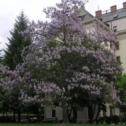 Roots Plants Foxglove Tree | Paulownia Tomentosa