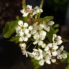 Roots Plants Trees & Shrubs Ornamental Pear Tree | Pyrus Chanticleer