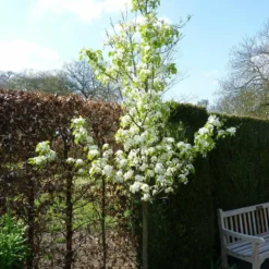 Roots Plants Trees & Shrubs Ornamental Pear Tree | Pyrus Chanticleer