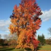 Roots Plants Trees & Shrubs Sweetgum Tree | Liquidambar Styraciflua