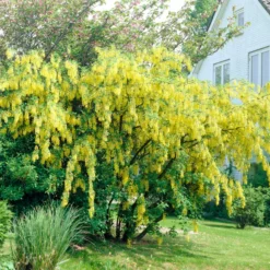 Roots Plants Golden Rain Tree | Laburnum Watereri 'Vossii'