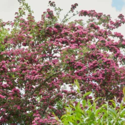 Roots Plants Judas Tree | Cercis Siliquastrum