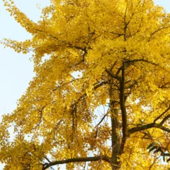 Roots Plants Trees & Shrubs Maidenhair Tree | Ginkgo Biloba