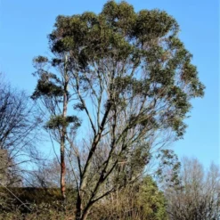 Roots Plants Snow Gum Tree | Eucalyptus Pauciflora 'Niphophila' Trees & Shrubs
