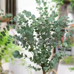 Roots Plants Hardy Eucalyptus Tree | Eucalyptus Gunnii
