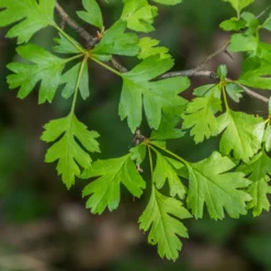 Roots Plants Hybrid Cockspur Hawthorn | Crataegus X Lavallei 'Carrierei'