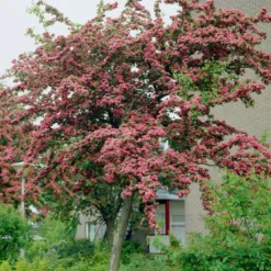 Roots Plants Red Hawthorn Tree | Crataegus Laevigata 'Paul's Scarlet' Trees & Shrubs