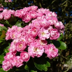 Roots Plants Red Hawthorn Tree | Crataegus Laevigata 'Paul's Scarlet' Trees & Shrubs