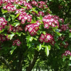 Roots Plants Red Hawthorn Tree | Crataegus Laevigata 'Paul's Scarlet' Trees & Shrubs