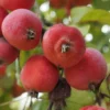 Roots Plants Trees & Shrubs Jelly King' Crabapple Tree