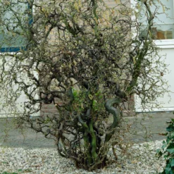 Roots Plants Corkscrew Hazel | Corylus Avellana 'Contorta'