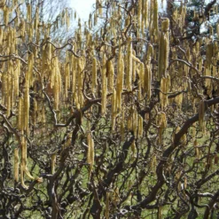 Roots Plants Corkscrew Hazel | Corylus Avellana 'Contorta'