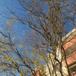 Roots Plants Trees & Shrubs Corkscrew Willow | Salix Matsudana 'Tortuosa'